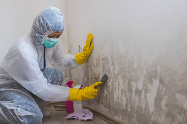 Best Attic Mold Remediation in Severance, CO