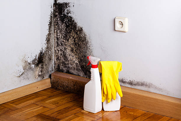 Severance, CO Mold Remediation Company